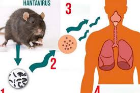 CHỦ ĐỘNG PHÒNG BỆNH DO VIRUT HANTA